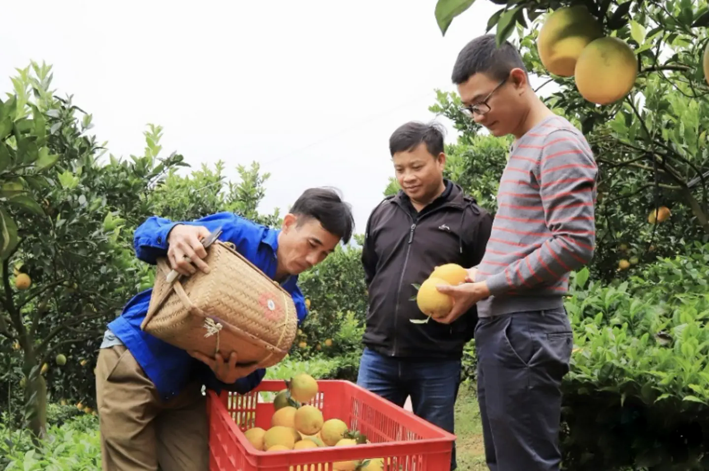 Đ&agrave;i PTTH H&agrave; Nội
