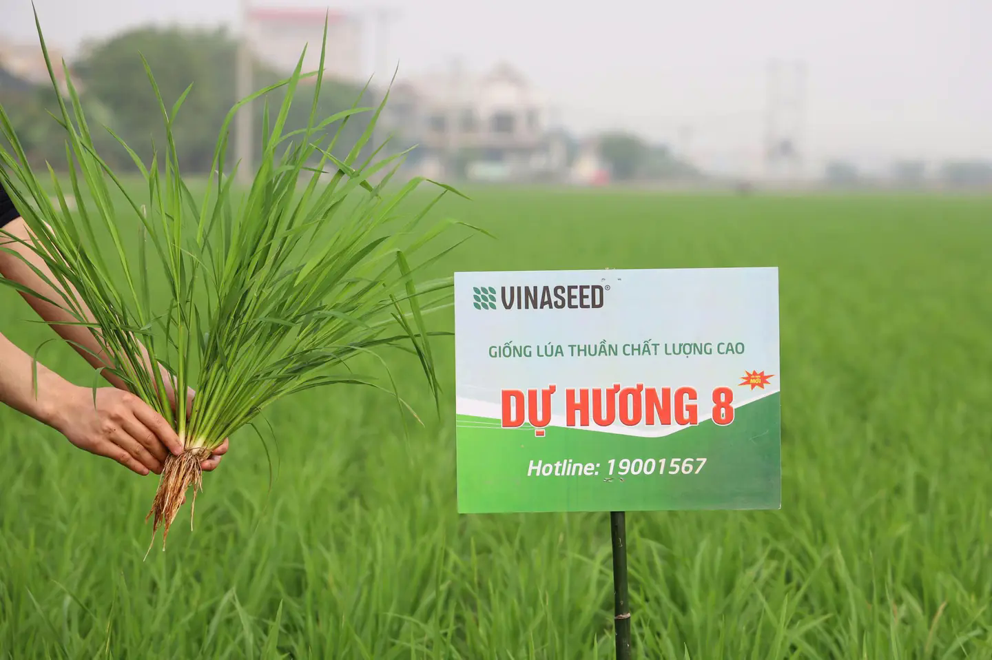 Đ&agrave;i PTTH H&agrave; Nội