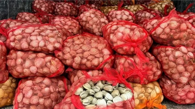 Ti&ecirc;u hủy gần 17 tấn ngao, h&agrave;u kh&ocirc;ng r&otilde; nguồn gốc