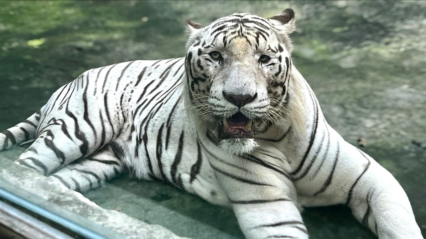 Hổ trắng Bengal ở Thảo cầm vi&ecirc;n S&agrave;i G&ograve;n qua đời
