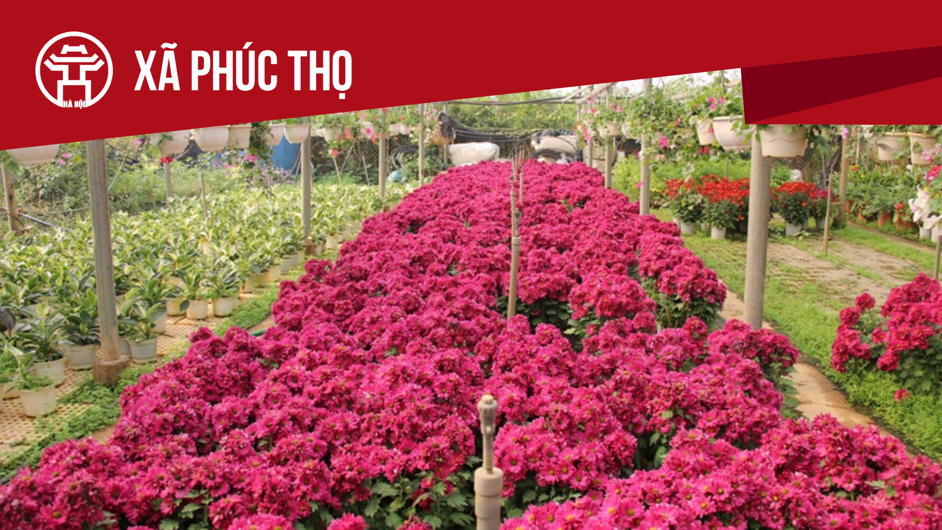 X&atilde; Ph&uacute;c Thọ: Tất cả th&ocirc;ng tin chỉ dẫn bạn cần biết
