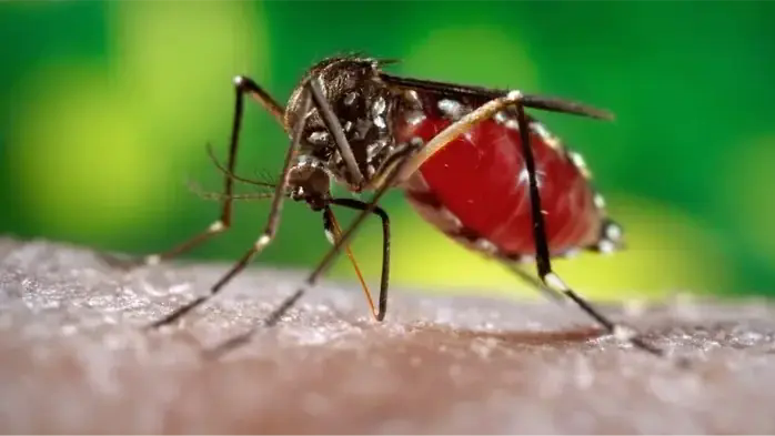 Muỗi Aedes albopictus g&acirc;y bệnh chikungunya đ&atilde; c&oacute; ở Việt Nam