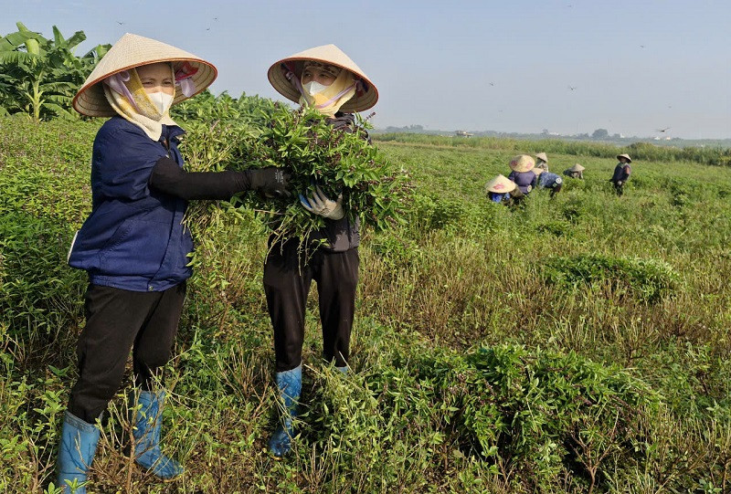 Đ&agrave;i PTTH H&agrave; Nội