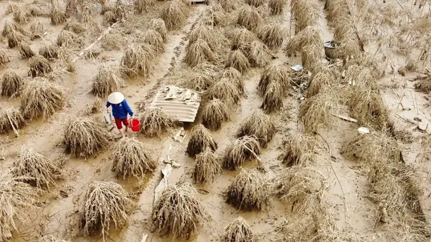 Người trồng đ&agrave;o Nhật T&acirc;n, quất Tứ Li&ecirc;n trắng tay sau lũ