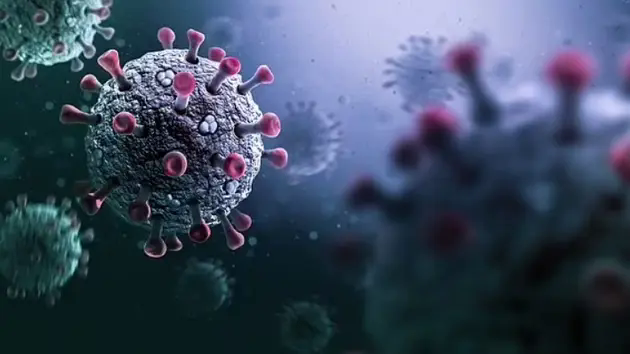 Virus corona mới HKU5 hiện kh&ocirc;ng g&acirc;y nguy hiểm cho con người