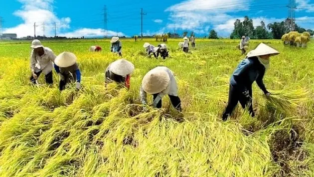 Sẵn s&agrave;ng vốn cho đề &aacute;n trồng l&uacute;a chất lượng cao