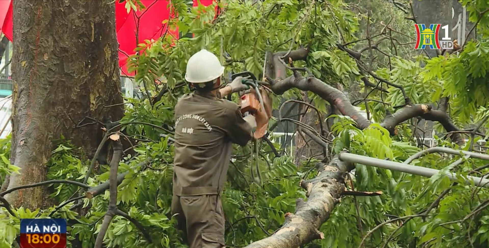 To&agrave;n th&agrave;nh phố nỗ lực cứu c&acirc;y xanh sau b&atilde;o.