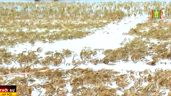 500 ha l&uacute;a của người d&acirc;n huyện Ứng H&ograve;a ngập nặng v&agrave; mất trắng.
