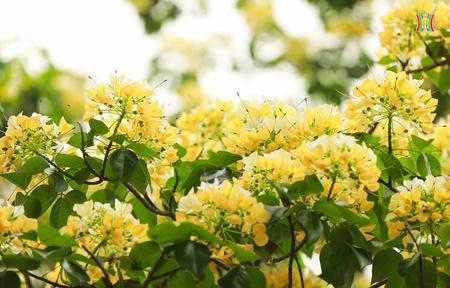 C&acirc;y hoa b&uacute;n 300 tuổi, &ldquo;b&aacute;u vật&rdquo; giữa l&ograve;ng Thủ đ&ocirc;