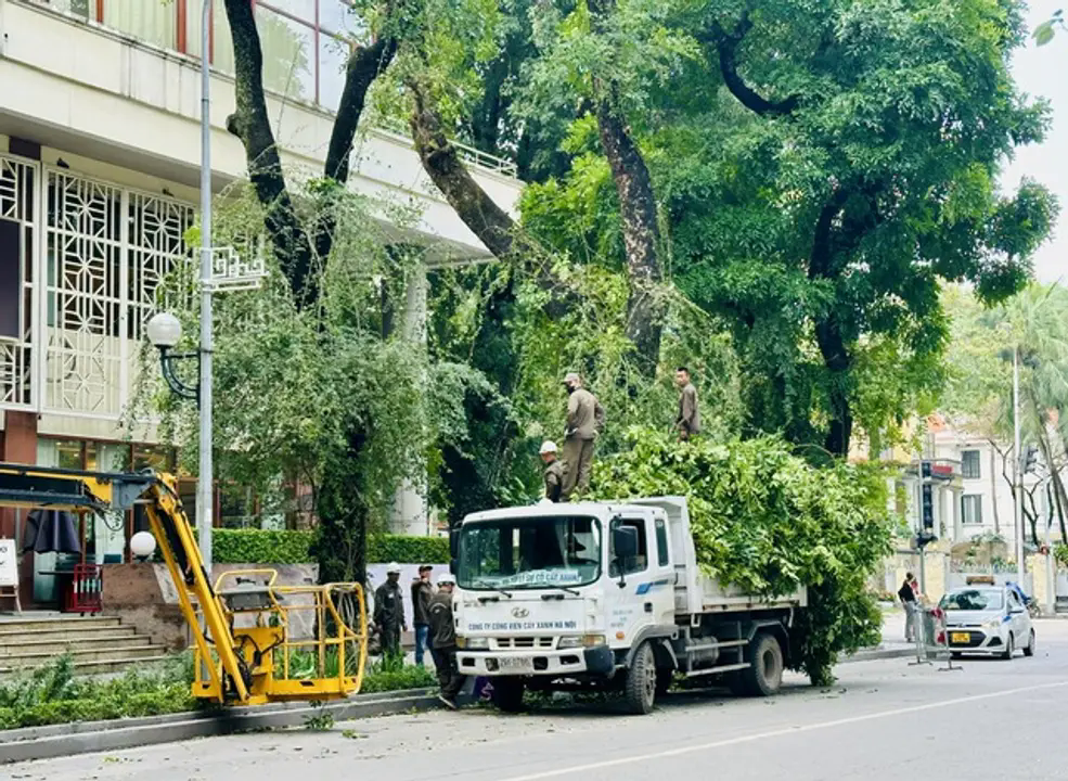 C&ocirc;ng ty TNHH MTV C&ocirc;ng vi&ecirc;n c&acirc;y xanh v&agrave; c&aacute;c đơn vị duy tr&igrave; c&acirc;y xanh thường xuy&ecirc;n duy tr&igrave; cắt tỉa c&acirc;y xanh để đảm bảo an to&agrave;n trong m&ugrave;a mưa b&atilde;o.