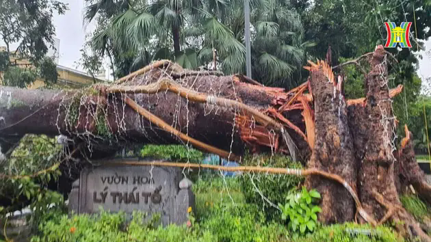 Đường phố H&agrave; Nội ngổn ngang c&acirc;y đổ sau b&atilde;o Yagi