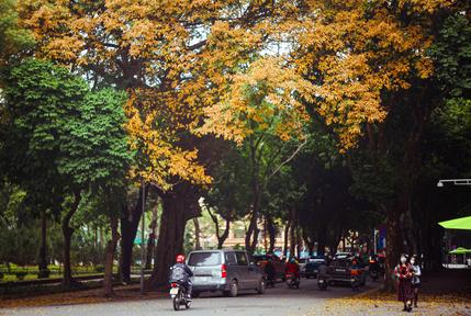 H&agrave; Nội đẹp mơ m&agrave;ng m&ugrave;a c&acirc;y thay l&aacute;