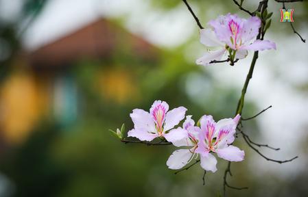 Thiếu nữ H&agrave; th&agrave;nh duy&ecirc;n d&aacute;ng b&ecirc;n sắc hoa ban