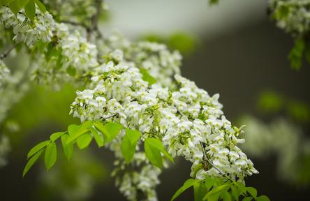 H&agrave; Nội l&atilde;ng mạn m&ugrave;a hoa sưa