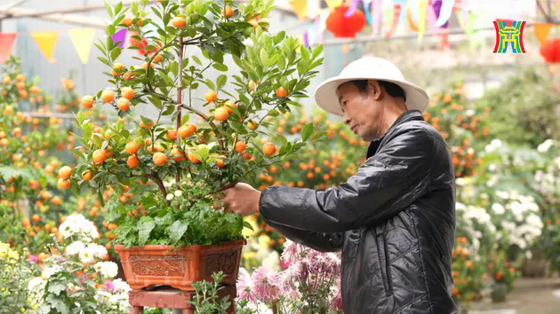 Nghệ nh&acirc;n H&agrave; Nội: Hồn Tết trong sắc quất