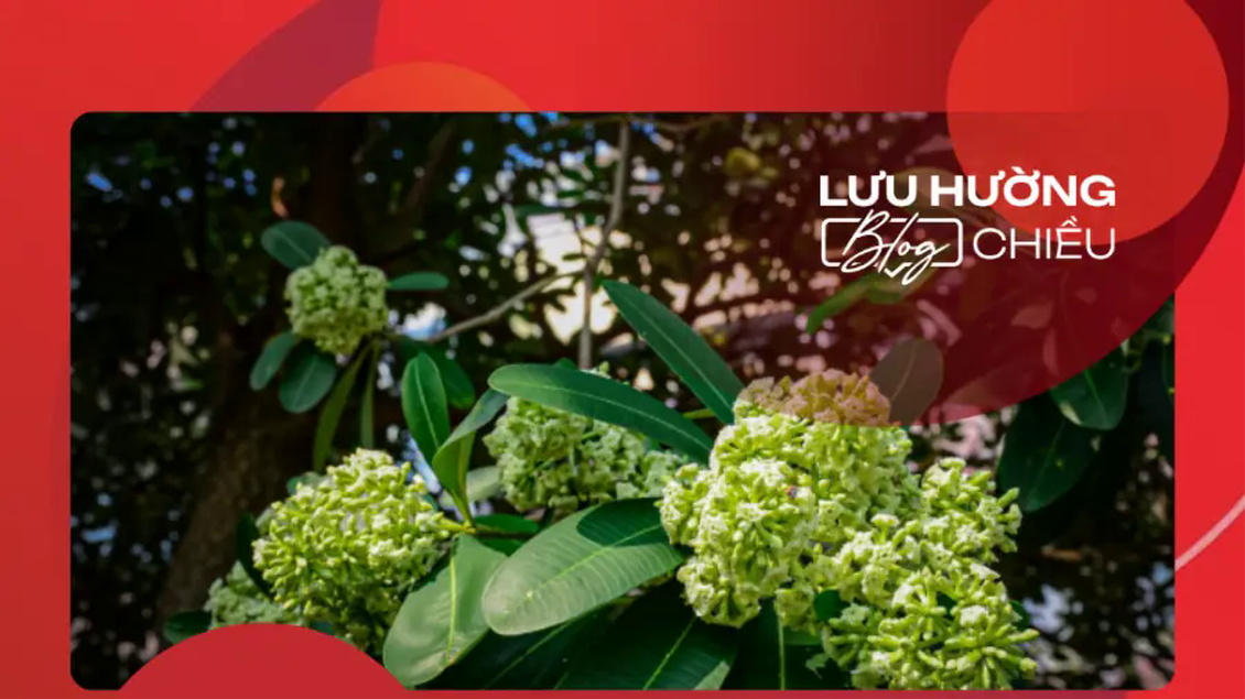 Hoa sữa vẫn ngọt ngào đầu phố đêm đêm