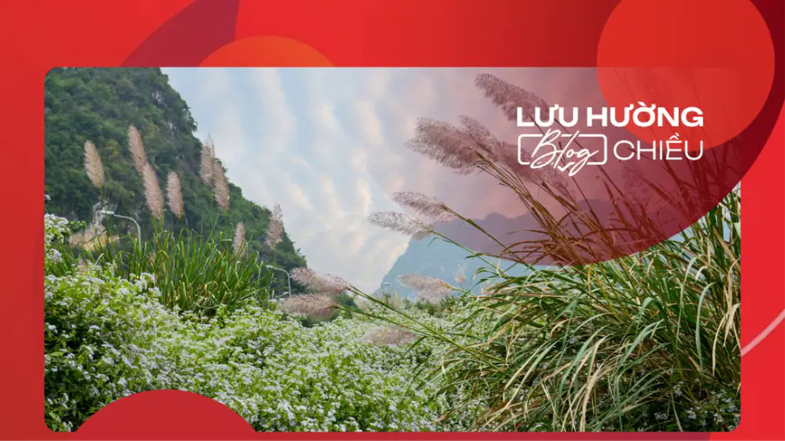 Đi tìm những mùa lau