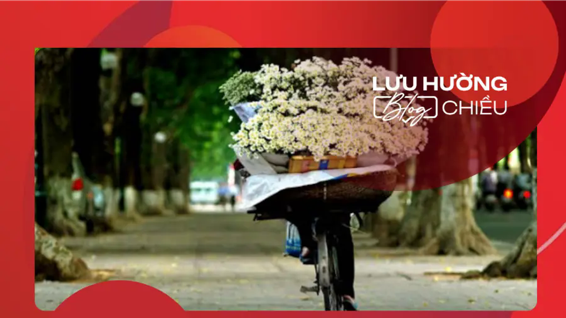 Cây bàng già và gánh cúc họa mi