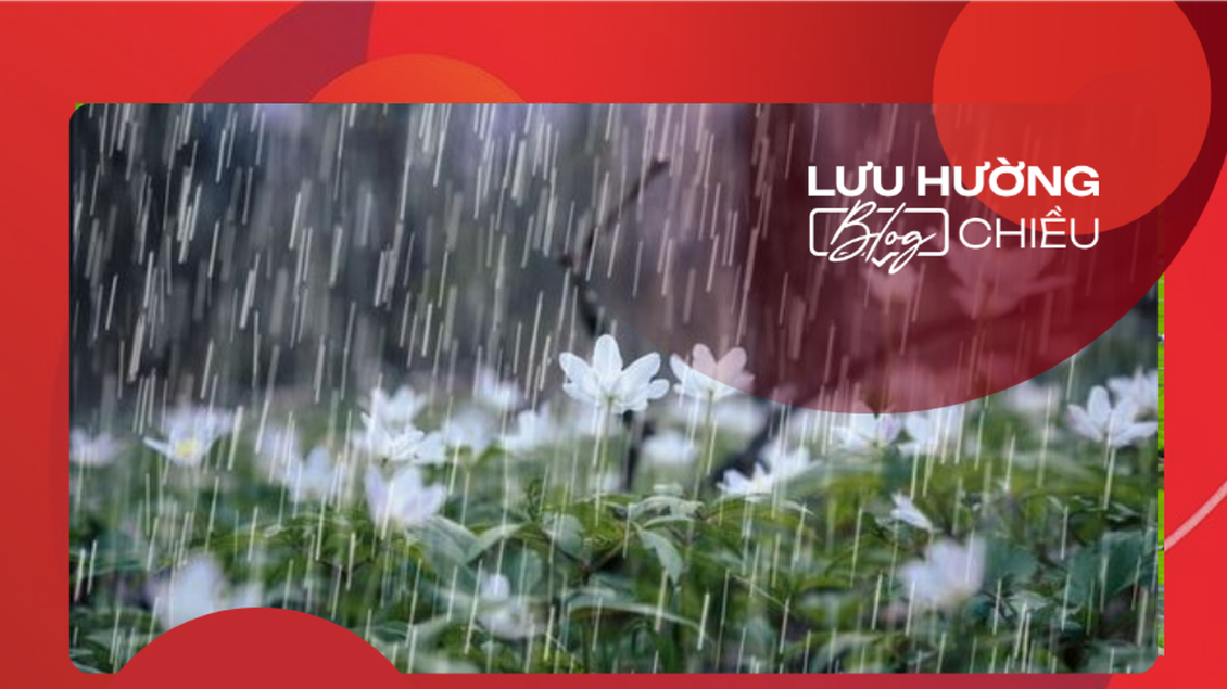 Những cánh hoa mưa