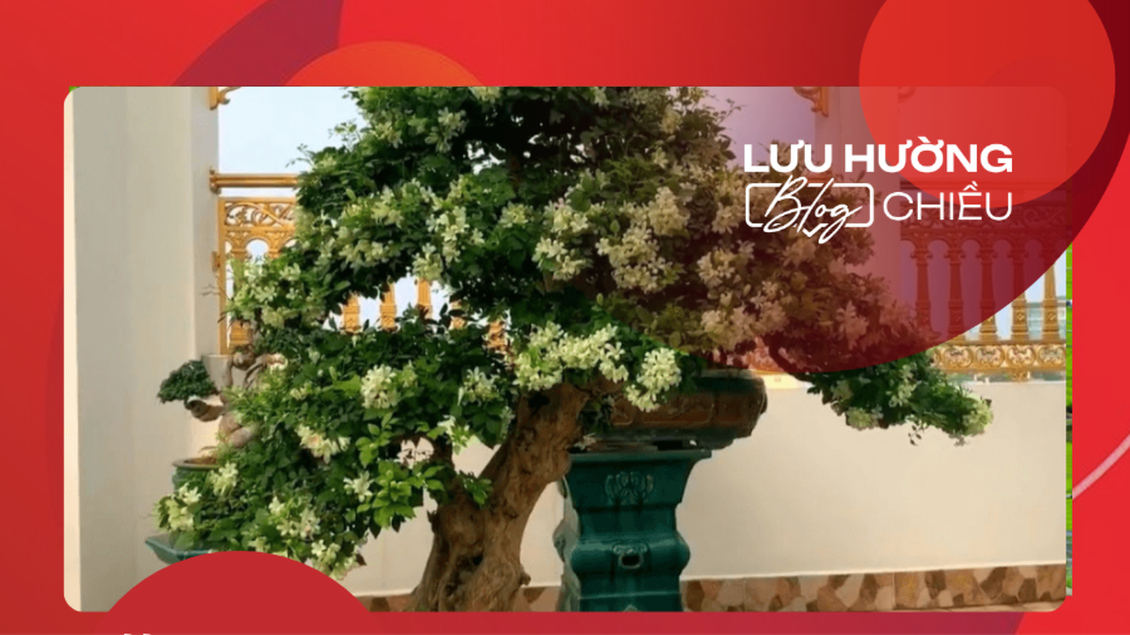 Ngọt dịu nguyệt quế sân nhà