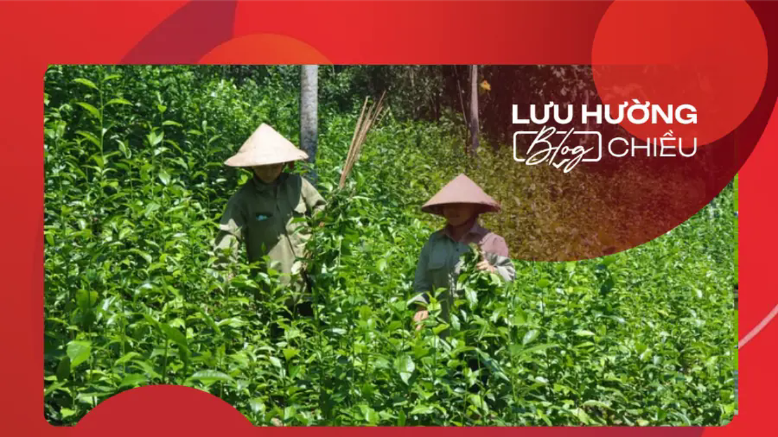 Thương lắm chè gay