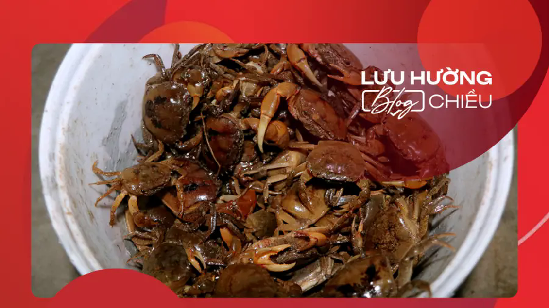 Mùa cua đã về chưa?