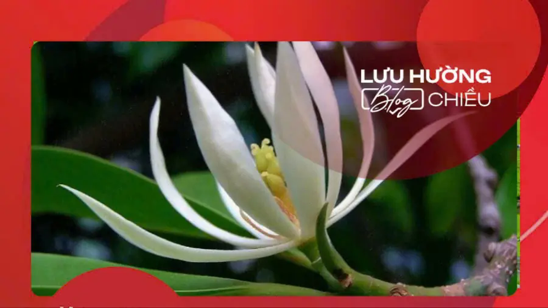 Hoa ngọc lan dịu dàng