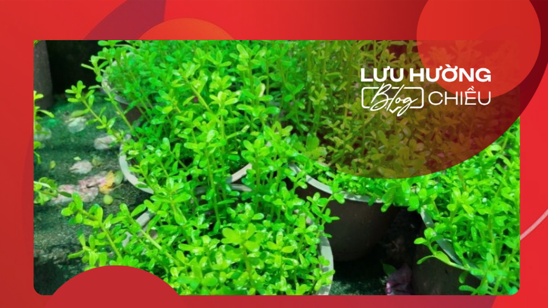 Hàng rau đắng trên sân nhà ngoại