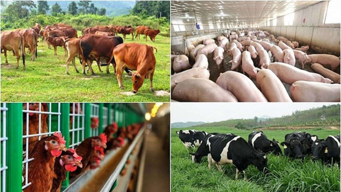 Duy trì tốc độ tăng trưởng ngành chăn nuôi