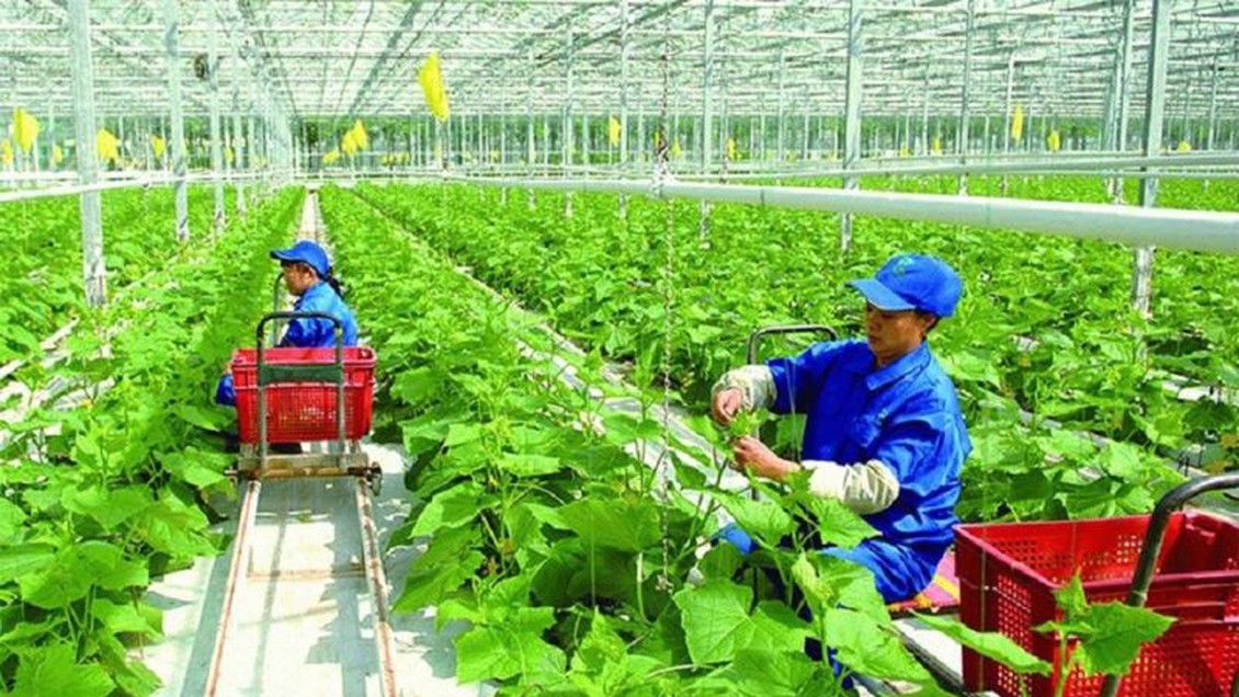 Xây dựng chuỗi liên kết nông sản an toàn