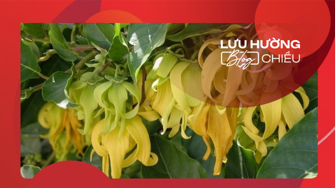 Hương Dẻ trước hiên nhà