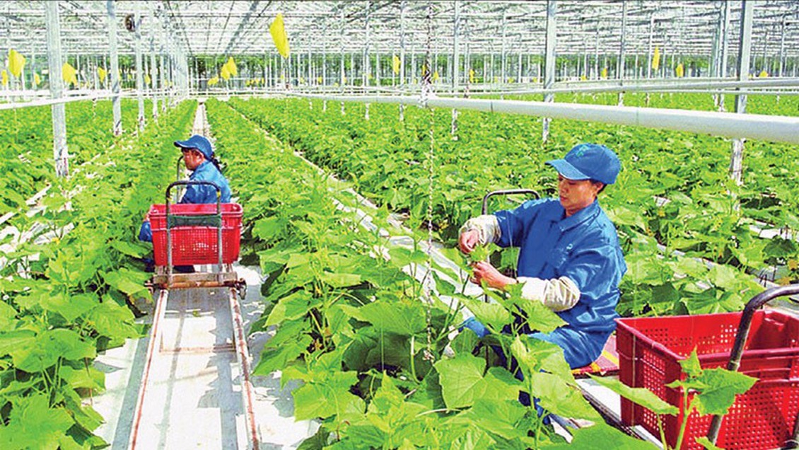 Tư duy mới trong phát triển nông nghiệp Thủ đô