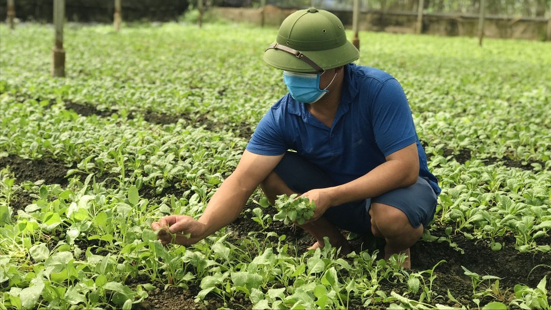 Nông nghiệp Thủ đô: Không chỉ xanh hơn mà phải giá trị hơn