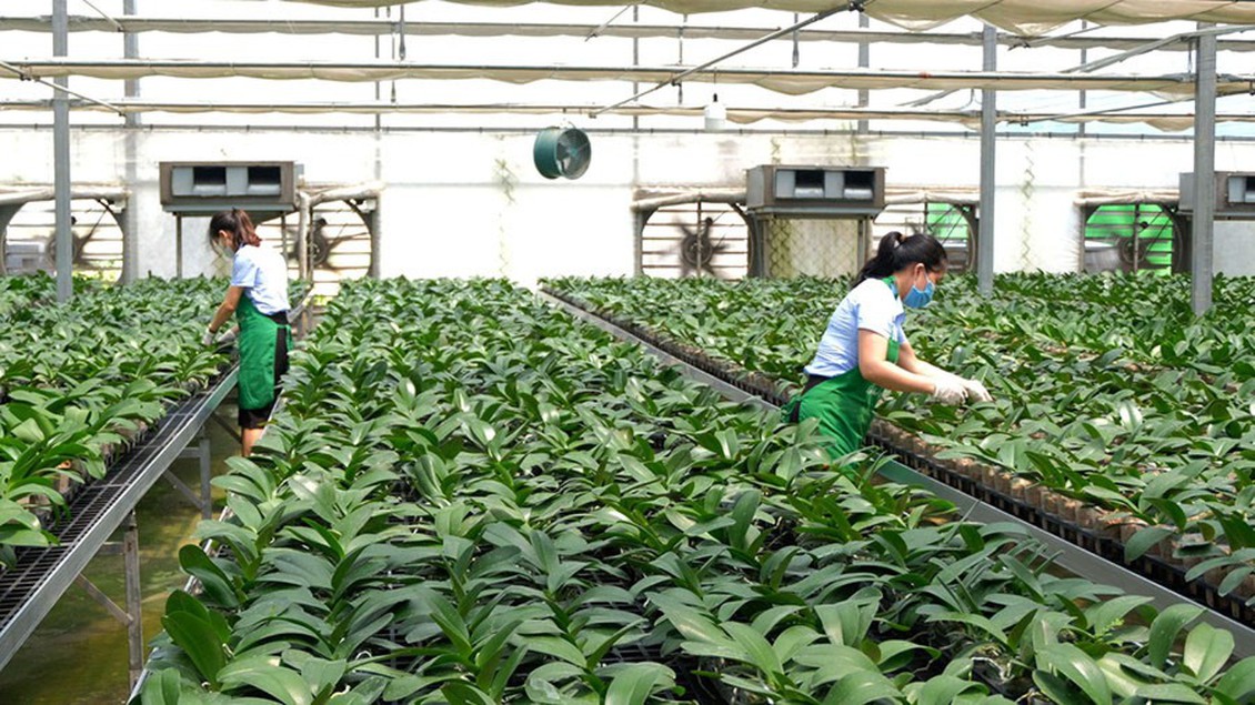 Hà Nội phát triển nông nghiệp đa giá trị
