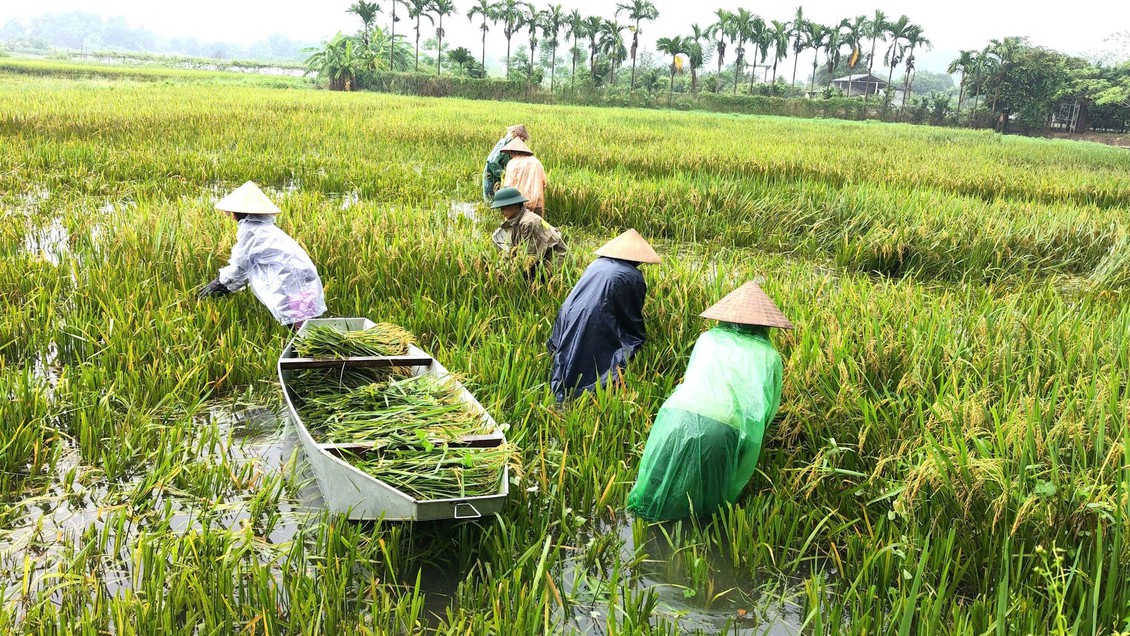 Nước hồ Đồng Mô dâng, Đoài Phương giúp dân thu hoạch lúa