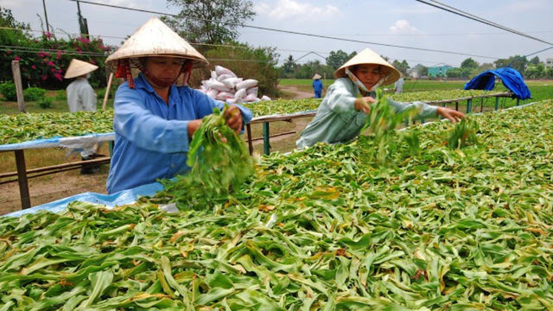 Chuyển đổi xanh từ nông nghiệp tái sinh