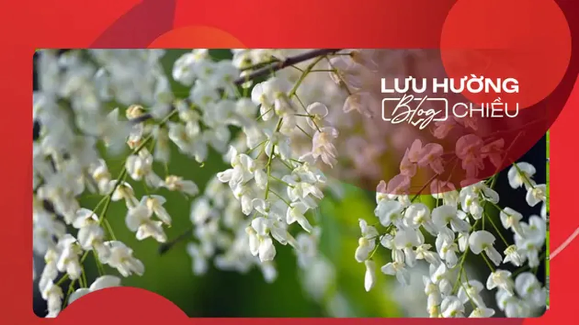 Đung đưa miền trắng hoa sưa
