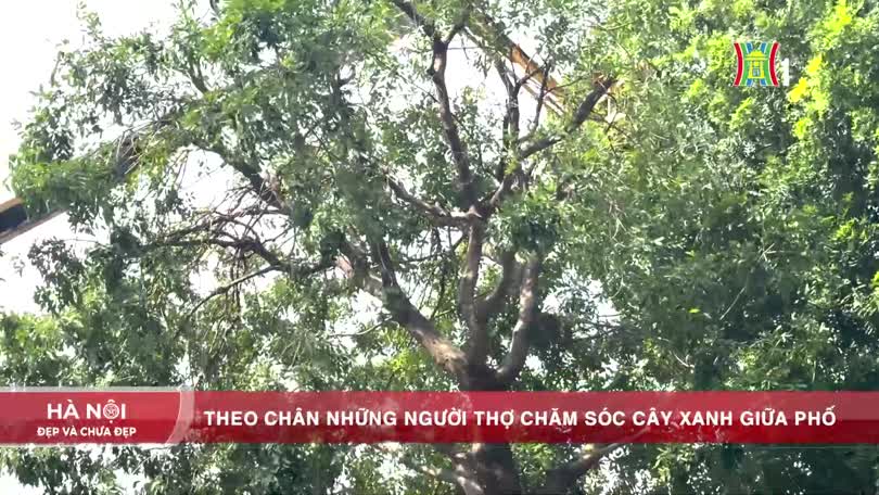 Theo chân những người thợ chăm sóc cây xanh giữa phố