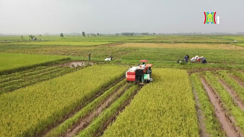 Gom đất tạo vùng sản xuất lớn | Nông thôn mới Hà Nội | 15/10/2026