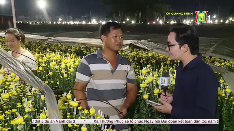 Ánh đèn đêm trên cánh đồng hoa cúc Quang Minh