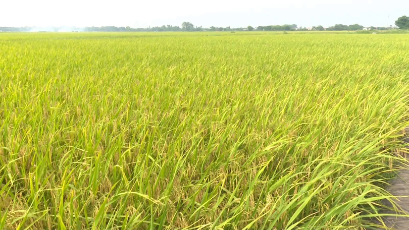 Hiệu quả từ mô hình mạ khay cấy máy