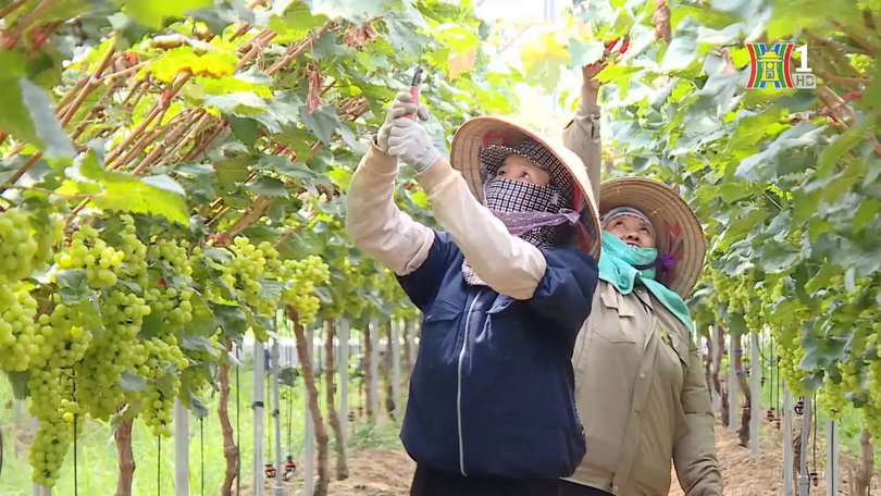 Người tìm hướng phát triển nông nghiệp bền vững  | Người tốt quanh ta | 27/10/2025