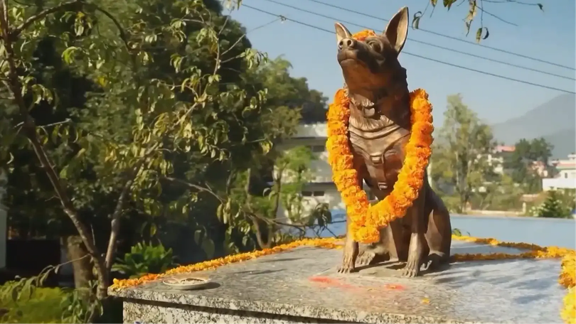 Nepal tôn vinh loài chó trong lễ hội Kukur Tihar