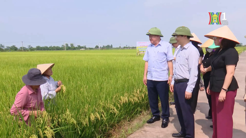 SRI - Giải pháp canh tác giảm thiểu phát thải khí nhà kính | Phóng sự | 31/10/2025