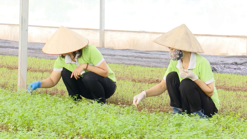 Hà Nội đẩy mạnh sản xuất nông nghiệp an toàn, hướng tới phát triển bền vững | Nông nghiệp và Môi trường | 09/11/2025