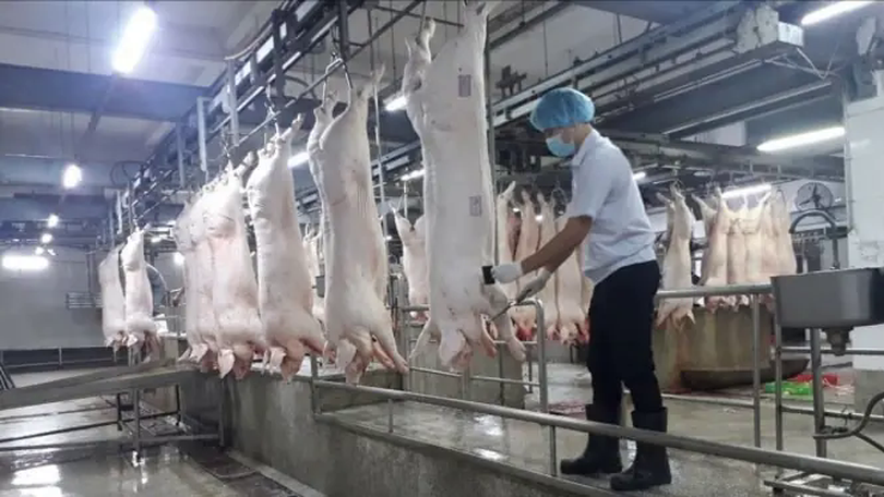 Chấm dứt hoạt động giết mổ gia súc, gia cầm trái phép