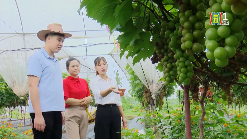 Phát triển du lịch nông nghiệp gắn với nông thôn mới | Nông thôn mới Hà Nội | 09/11/2025