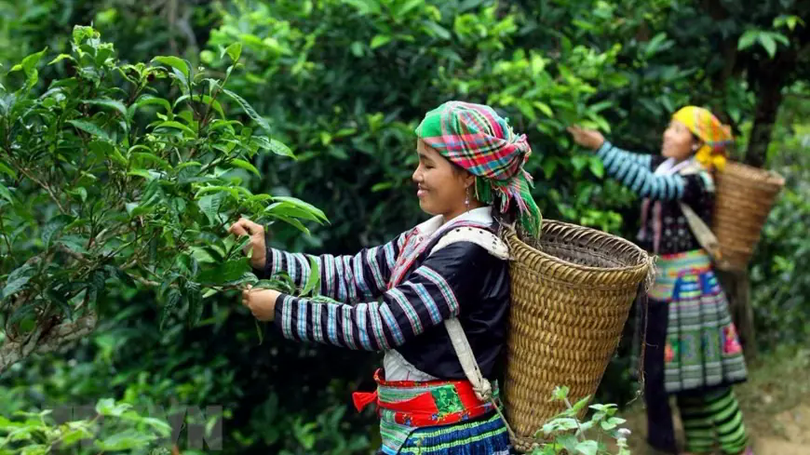 Đưa giá trị đặc sản Tây Bắc vươn xa