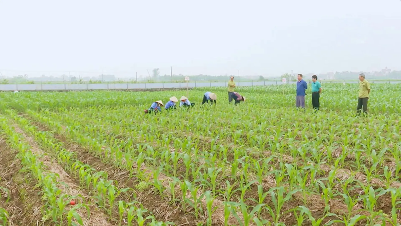 Khó GPMB với giá đất nông nghiệp hiện tại