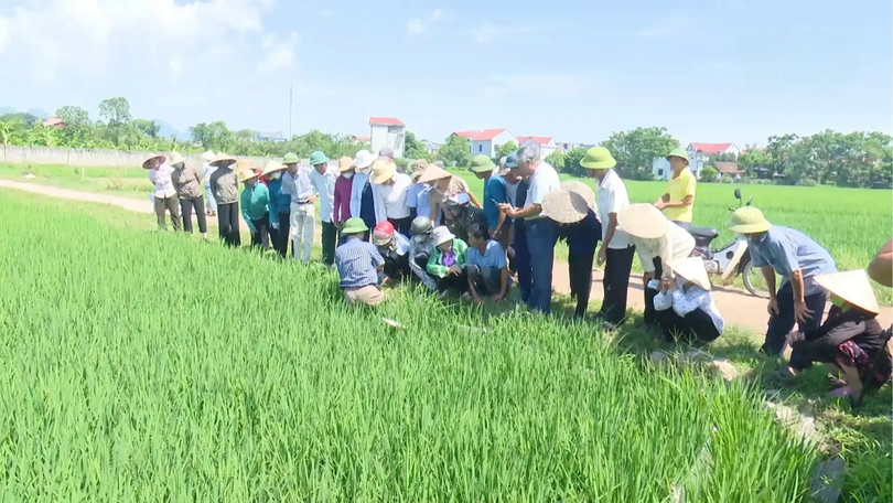 Kiểm soát dịch bệnh trên cây trồng | Chuyện ở ngoại thành | 08/11/2025